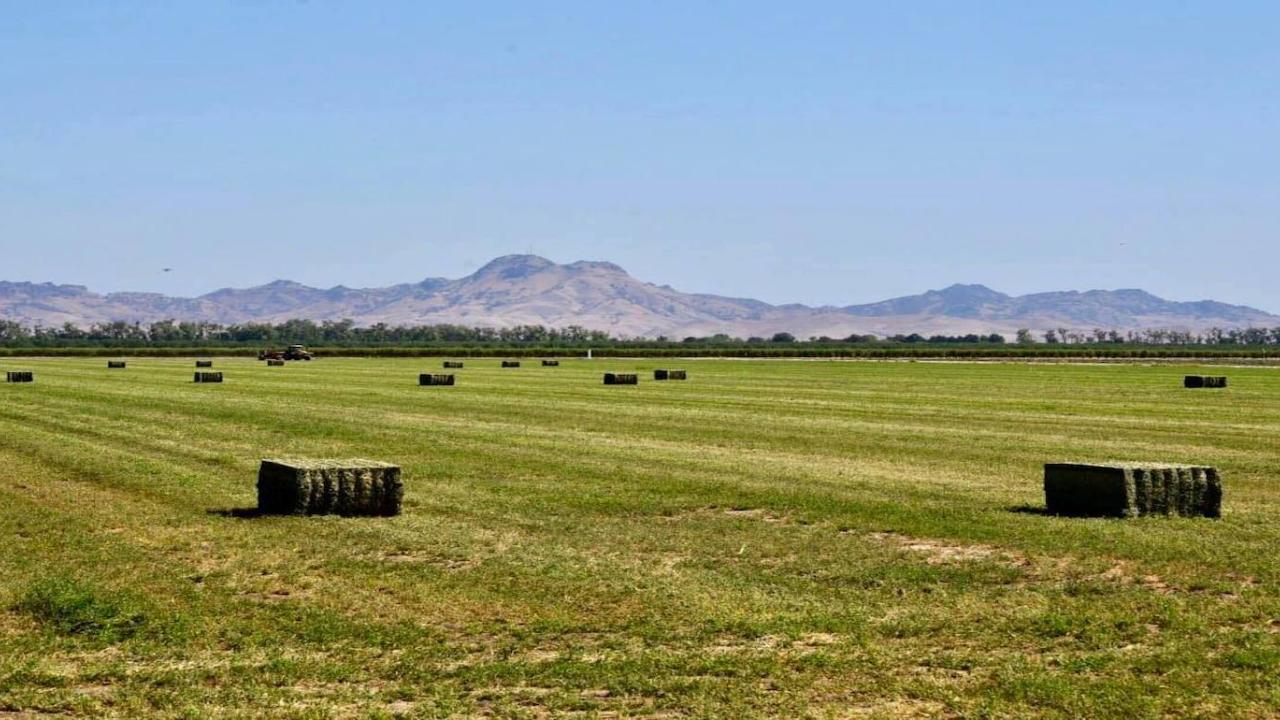 Alfalfa Bale Field